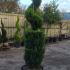 castlewellanleylandspirals 2.25-2.5 m buy online UK.