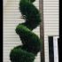Cupressus Leyland Spirals 4.5 m buy online UK.