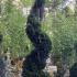 Cupressus Leyland Spirals 1.7-1.9 m buy online UK.