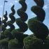 Cupressus Leyland Spirals 6-7 m buy online UK.