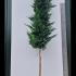 Cupressus Leylandii Full Standard Trees 4-4.5 m buy online UK.