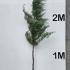 Cupressus Leylandii Full Standard Trees 2-2.5 m buy online UK.