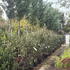 pleachedley 3.5-4 m buy online UK.