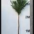 pleachedley 3.5-4 m buy online UK.