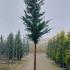 pleachedley 4-4.5 m buy online UK.