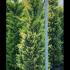 Cupressus Leylandii Goldrider 2.5-3 m buy online UK.