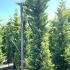 Cupressus Leylandii Goldrider 3.5-4 m buy online UK.