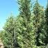 Cupressus Leylandii Goldrider 4-4.5 m buy online UK.