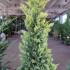 Cupressus Leylandii Goldrider 1.5-1.75 m buy online UK.