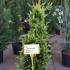 Cupressus Leylandii Goldrider 80-100 cm buy online UK.