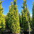 cupleygoldrider 3-3.5 m buy online UK.