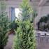 Cupressus Leylandii Goldrider 2-2.5 m buy online UK.