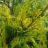 Cupressus Leylandii Gold Rider Conifer Trees, UK