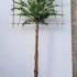 Pleached Leylandii Trees. Pleached Leyland Cypress for Sale