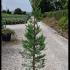 Cupressus Leylandii Trees 1.2-1.5 m buy online UK.