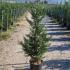 Cupressus Leylandii Trees 1.5-1.75 m buy online UK.
