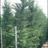 Cupressus Leylandii Trees 3-3.5 m buy online UK.
