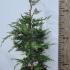Cupressus Leylandii Trees 85-100 cm buy online UK.