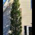 Cupressus Leylandii Trees 6-6.5 m buy online UK.