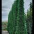 cupley 5-5.5 m buy online UK.