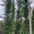 Cupressus Leylandii Trees 4.5-5 m buy online UK.