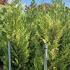 Cupressus Leylandii Trees 1.75-2 m buy online UK.