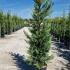 Cupressus Leylandii Trees 2-2.5 m buy online UK.