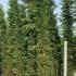 Cupressus Leylandii Trees 4-4.5 m buy online UK.