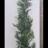 Cupressus Leylandii Trees 3.5-4 m buy online UK.
