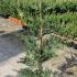 Cupressus Leylandii Trees 80-100 cm buy online UK.