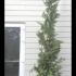 Cupressus Leylandii Trees 2.5-3 m buy online UK.