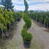 cmg 1.5-1.75 m buy online UK.