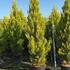 cmg 1.75-2 m buy online UK.