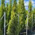 Cupressus Macrocarpa Goldcrest Conifer 2.5-3 m buy online UK.