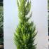 Cupressus Macrocarpa Goldcrest Conifer 1.25-1.5 m buy online UK.