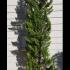 Cupressus Macrocarpa Goldcrest Conifer 1.75-2 m buy online UK.