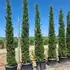 csa 3.5-4 m buy online UK.