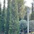 Cupressus Sempervirens Agrimed Cypress 4-5 m buy online UK.