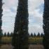 Cupressus Sempervirens Agrimed Cypress 6-6.5 m buy online UK.