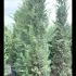 Cupressus Sempervirens Agrimed Cypress 3-3.5 m buy online UK.