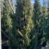 Cupressus Sempervirens Agrimed Cypress 2-2.5 m buy online UK.
