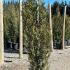 Cupressus Sempervirens Agrimed Cypress 1-1.25 m buy online UK.