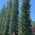 Cupressus Sempervirens Agrimed Italian Cypress, columnar cultivar very resistant to cypress canker. 