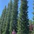 Cupressus Sempervirens Agrimed Italian Cypress, columnar cultivar very resistant to cypress canker. 