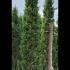 Cupressus Sempervirens Agrimed Cypress 5-5.5 m buy online UK.