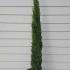 Cupressus Sempervirens - Italian Cypress 1.5-1.75 m buy online UK.