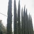 Cupressus Sempervirens - Italian Cypress 8-9 m buy online UK.