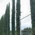 Cupressus Sempervirens - Italian Cypress 9-10 m buy online UK.