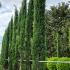 Cupressus Sempervirens - Italian Cypress 5.5-6 m buy online UK.