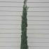 Cupressus Sempervirens - Italian Cypress 1.75-2 m buy online UK.